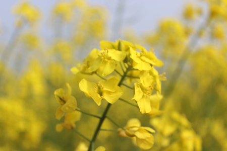 canola flowers