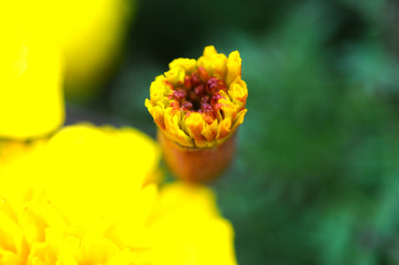 Naturalの写真素材