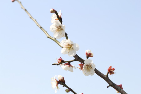 White plumの写真素材
