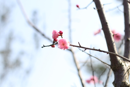 Plum blossomの写真素材