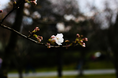 Cherry Blossomの写真素材