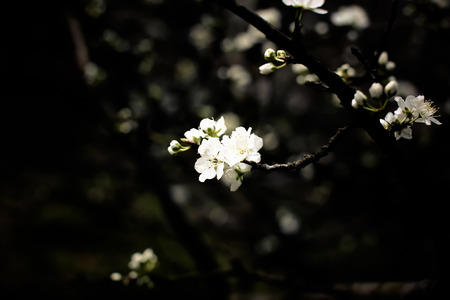 Cherry Blossomの写真素材