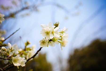 Cherry Blossomの写真素材