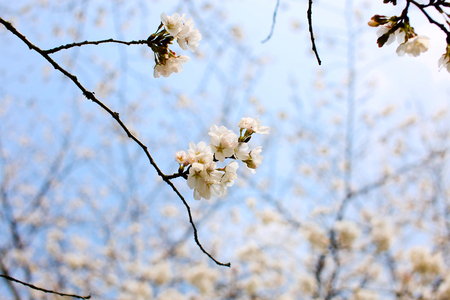 Cherry Blossomの写真素材