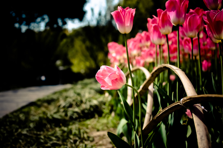 Tulip flowerの写真素材