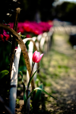 Tulip flowerの写真素材