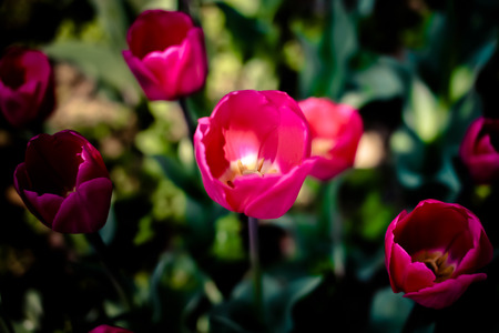 Tulip flowerの写真素材