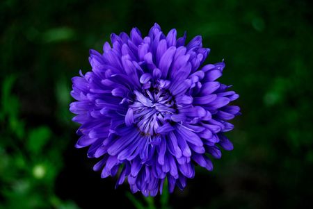 The lone blue flower on a background of green grassの写真素材