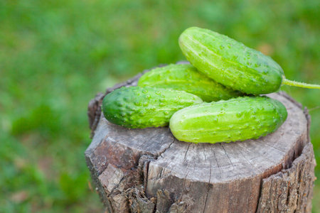 Cucumbers on an old tree stump closeup on background of green grass in the summerの写真素材