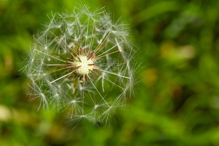 Dandelion seeds in the morning sunlight blowing away across a fresh green background