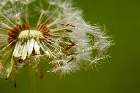 Dandelion seeds in the morning sunlight blowing away across a fresh green background