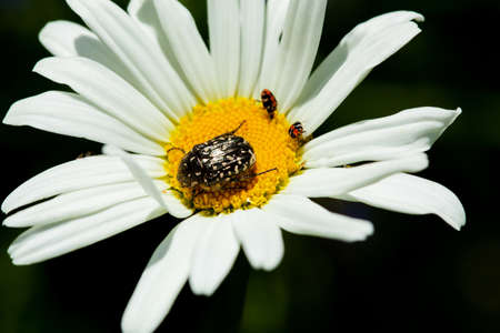 Beetle sitting on white Daisy close up on a blurry backgroundの写真素材