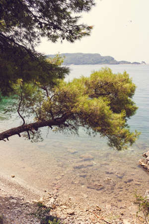lush evergreen pine trees over the turquoise Adriatic Sea. Summer in Montenegro. Sun, sea, pine tree.の写真素材
