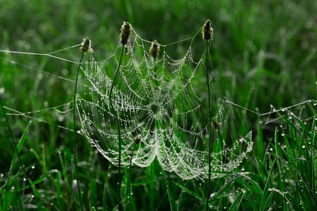 Spider web with dewdrops in the early morning on the green grassの写真素材
