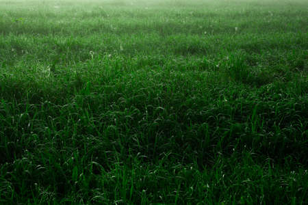 Close up of fresh thick grass with water drops in the early morning in summerの写真素材