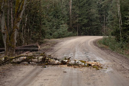 Fallen tree blocking a country road in a deciduous forest by spring season. danger