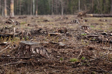 Felled pine trees in forest. Deforestation and Illegal Logging, international trade in illegal timber. Stump of the felled living tree in the forest. Destruction wildlife. Wood Export and Importの写真素材