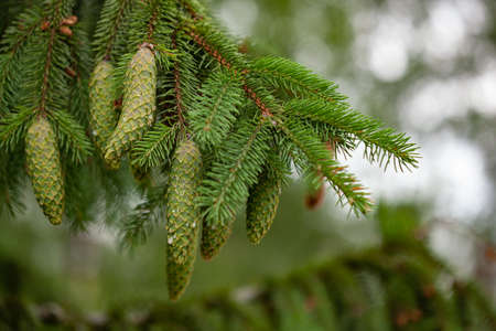 Spruce branch with young needles and a young spruce coneの写真素材