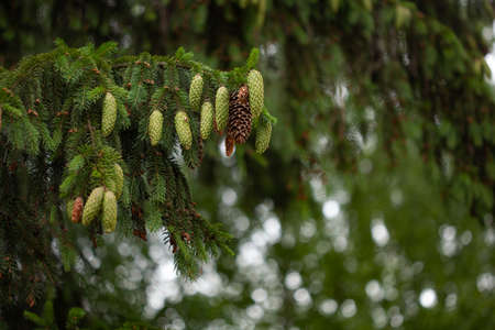 Spruce branch with young needles and a young spruce coneの写真素材