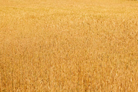 Wheat field. Yellow ripe spikelets of wheat on a sunny dayの写真素材