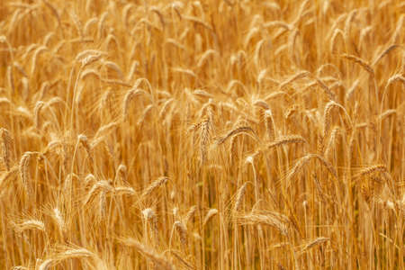 Wheat field. Yellow ripe spikelets of wheat on a sunny dayの写真素材