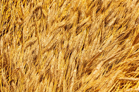 ears of wheat in field, selective focusの写真素材