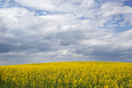 close up photo of The rapeseed field blooms with bright yellow flowers on blue sky
