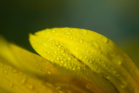 macro photo of sunflower petals with dew drops on them illuminated by the rays of the morning sun at dawn in summerの写真素材