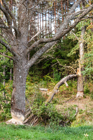 Tree gnawed by beavers near the water. Sawdust is all around the tree.