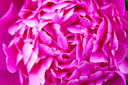 Pink peony macro. Gentle abstract floral pastel background. peony textureの写真素材