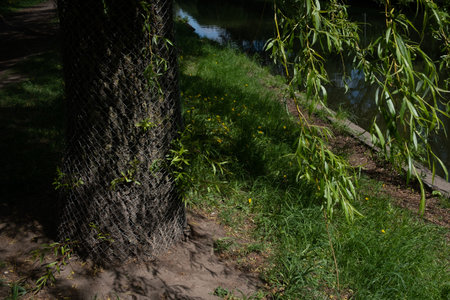 tree with a metal fence as a protection against beaver
