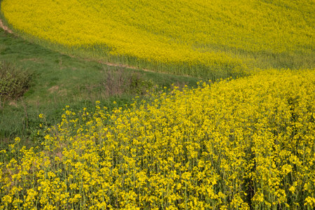 Bright yellow rapeseed flower field in full bloom under clear sky during sunny dayの写真素材