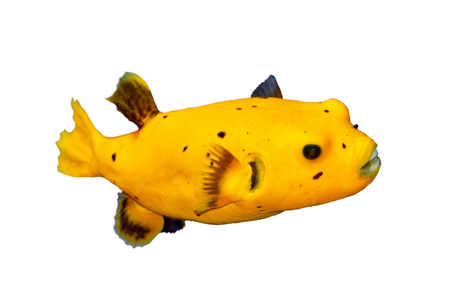 Black Spotted or Dog Faced Puffer fish Arothron nigropunctatus in Aquariumの写真素材