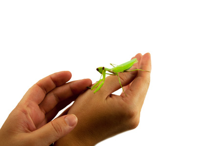 Close up details of green praying mantis insect, isolated on white backgroundの写真素材