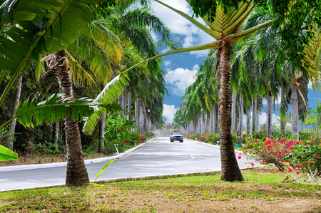 The picturesque paved road in Punta Cana, Dominican Republicの写真素材