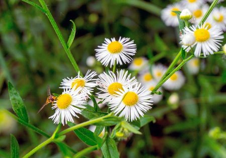 Daisies flowers with a working bee
