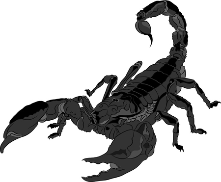 Scorpion isolated on white background. Vector illustrationのイラスト素材