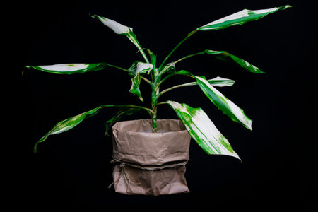 Dracaena fragrans is a flowering plant on black background