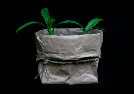 Ficus Triangularis is an evergreen perennial shrub of the Mulberry family, called triangular or...