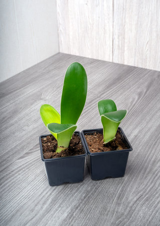 Dieffenbachia Camilla is a genus of tropical flowering plants in the family Araceae