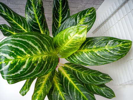 Aglaonema Kay lime is an evergreen plant with large green leaves with white and yellow ornamentsの写真素材