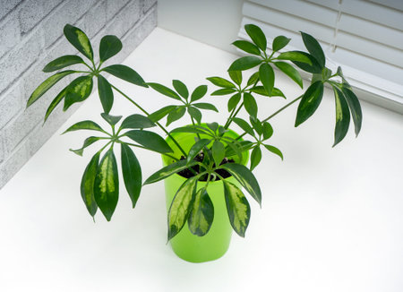 Aglaonema Kay lime is an evergreen plant with large green leaves with white and yellow ornaments