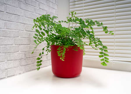 Adiantum capillus-veneris, the Southern maidenhair fern, black maidenhair fern, maidenhair fern and venus hair fern, is a species of ferns in the genus Adiantum and the family Pteridaceaeの写真素材