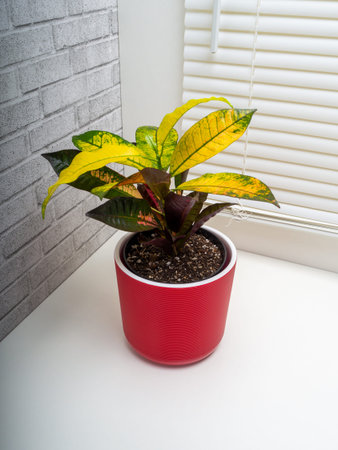 Codiaeum variegatum is a species of plant in the genus Codiaeum, which is a member of the family...