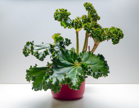 Calathea Orbifolia is a genus of flowering plant belonging to the family Marantaceae