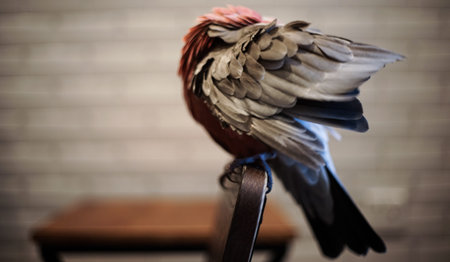 Bent Parrotの写真素材