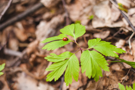 Ladybugの写真素材