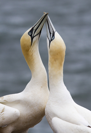 Northern gannet (Sula bassana), pair of birds in love welcoming each other on nest, sea water in the background, Helgoland island, Germanyの写真素材