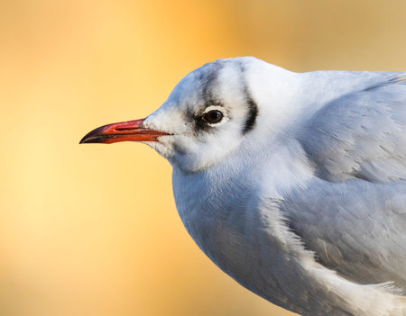 The black-headed gull