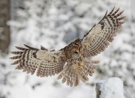 Eurasian Tawny Owl in flightの写真素材